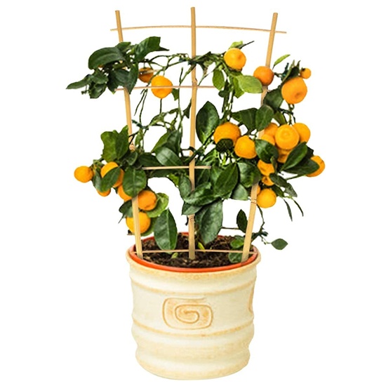 Bamboo Poles For Decoration